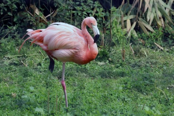 Flamingo Flamingo