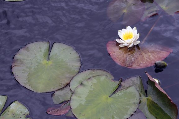 Waterlelie Witte waterlelie bloeit bovenop grote groene bladeren in een rustige vijver.