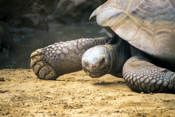 Galápagos-reuzenschilpad Galápagos-reuzenschilpad