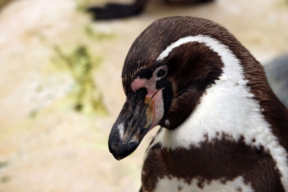 Humboldt Pinguïn Humboldt Pinguïn