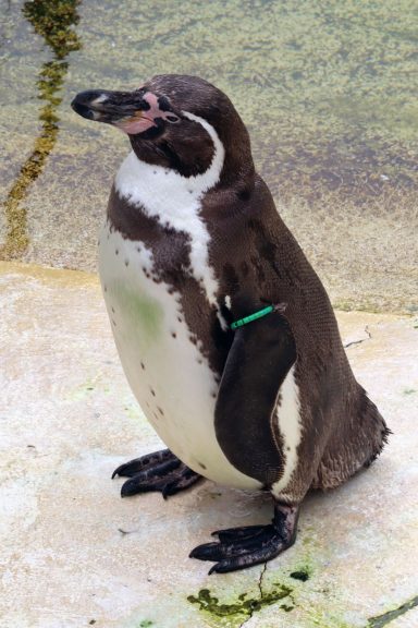 Humboldt Pinguïn Humboldt Pinguïn