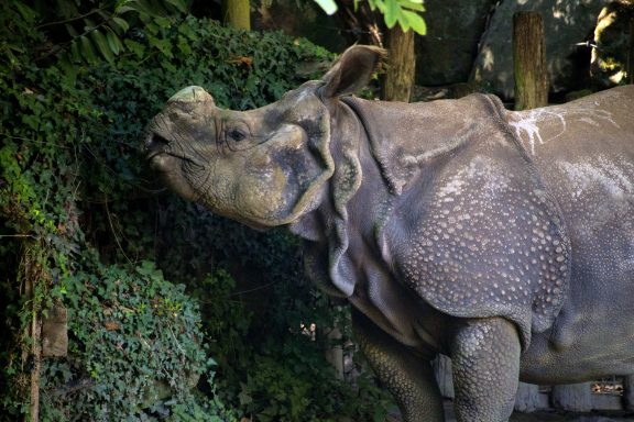 Indische neushoorn Indische neushoorn