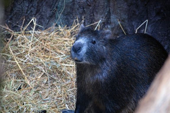 Cubaanse hutia Cubaanse hutia