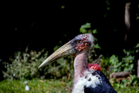 Afrikaanse maraboe Afrikaanse maraboe