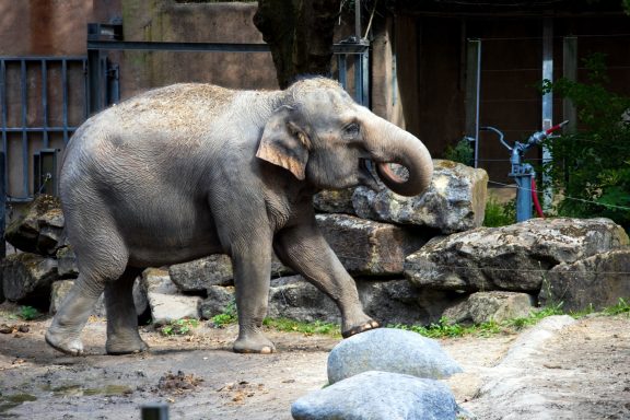 Aziatische olifant Aziatische olifant